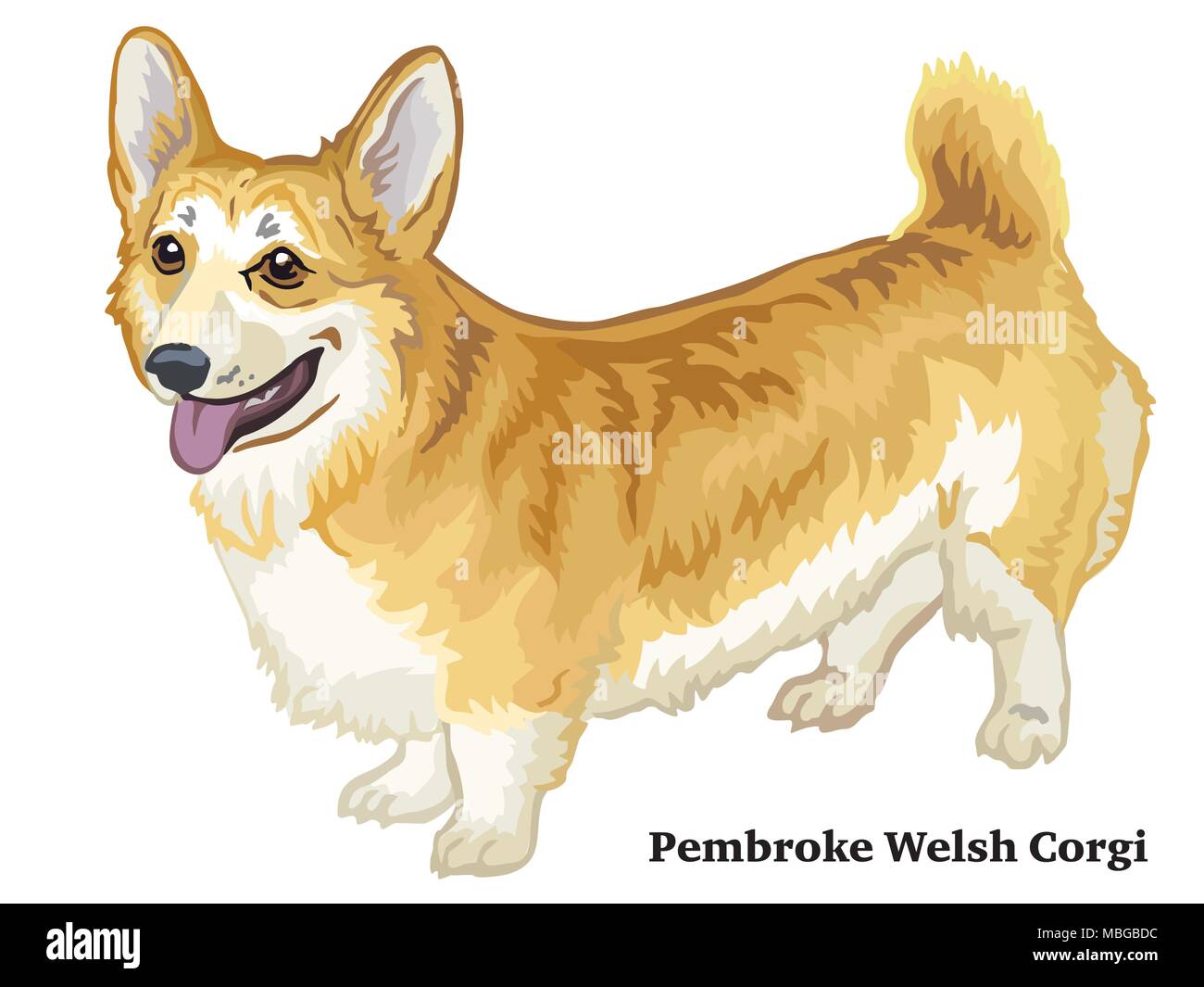 Profile Portrait Of Funny Welsh Corgi Pembroke Or Cardigan With