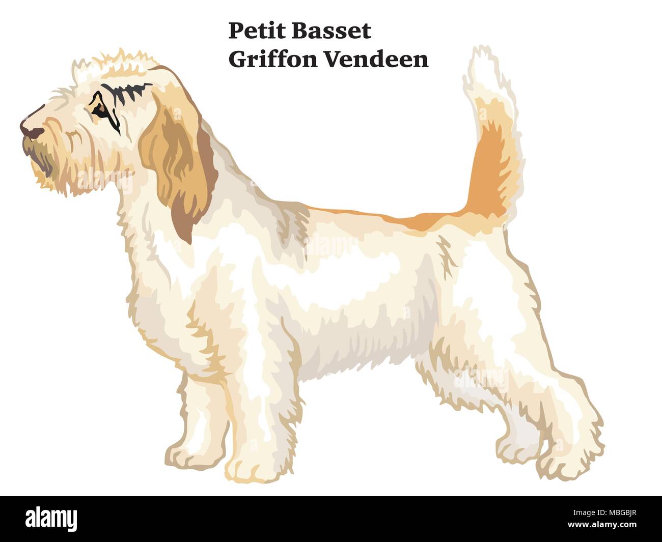 Colorful decorative portrait of standing in profile Petit Basset Griffon Vendeen, vector isolated illustration on white background Stock Vector