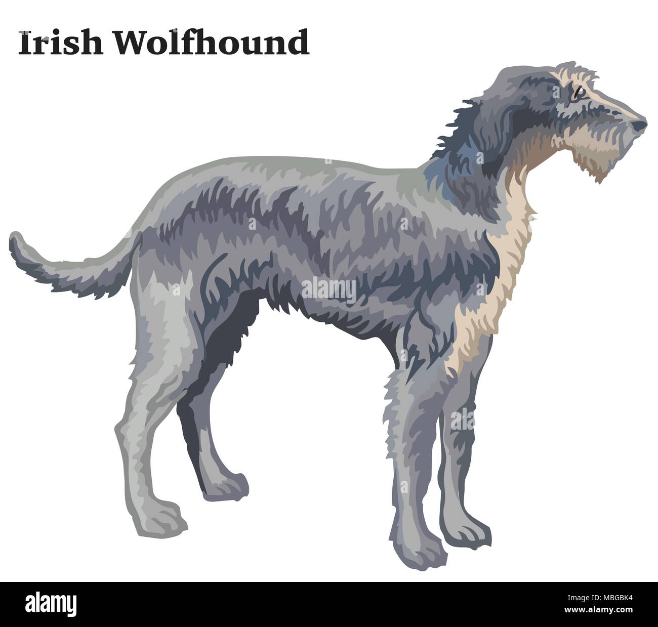 Colorful decorative portrait of standing in profile Irish Wolfhound, vector isolated illustration on white background Stock Vector