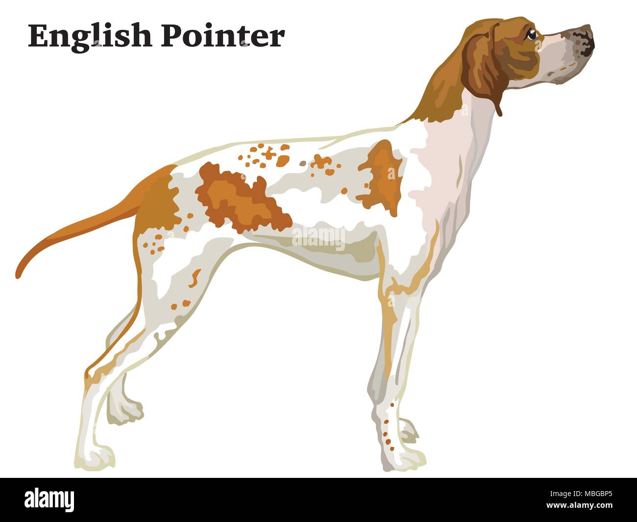 Colorful decorative portrait of standing in profile English Pointer, vector isolated illustration on white background Stock Vector