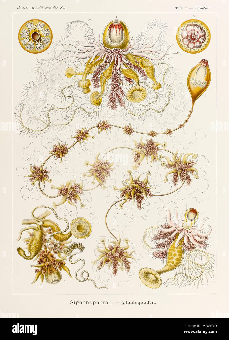 Plate 7 Epibulia Siphonophorae from ‘Kunstformen der Natur’ (Art Forms in Nature) illustrated by Ernst Haeckel (1834-1919). See more information below. Stock Photo