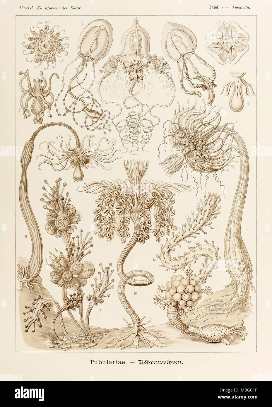 Plate 6 Tubuletta Tubulariae from ‘Kunstformen der Natur’ (Art Forms in Nature) illustrated by Ernst Haeckel (1834-1919). See more information below. Stock Photo