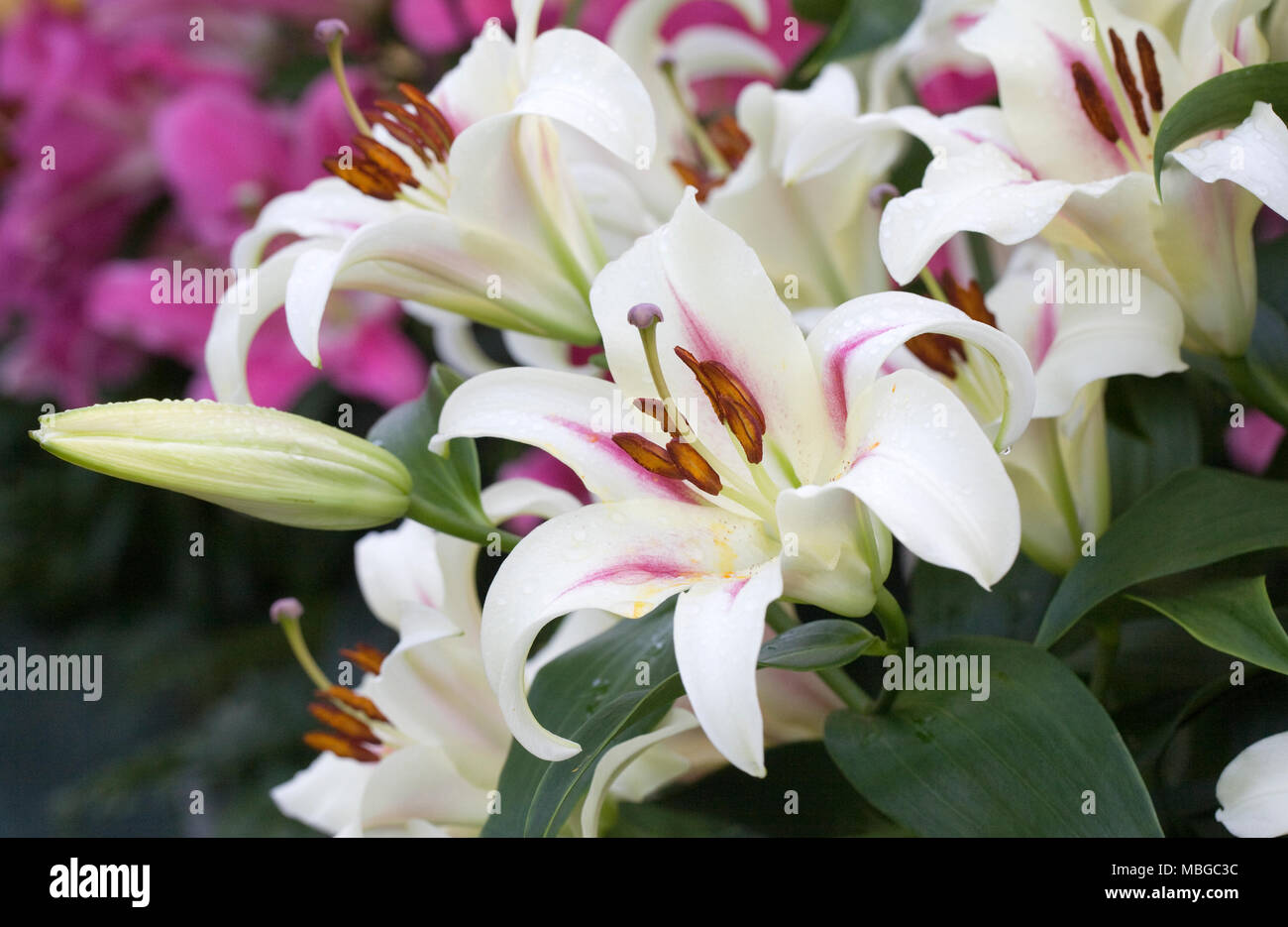 Lilium Nymphe flowers. Stock Photo
