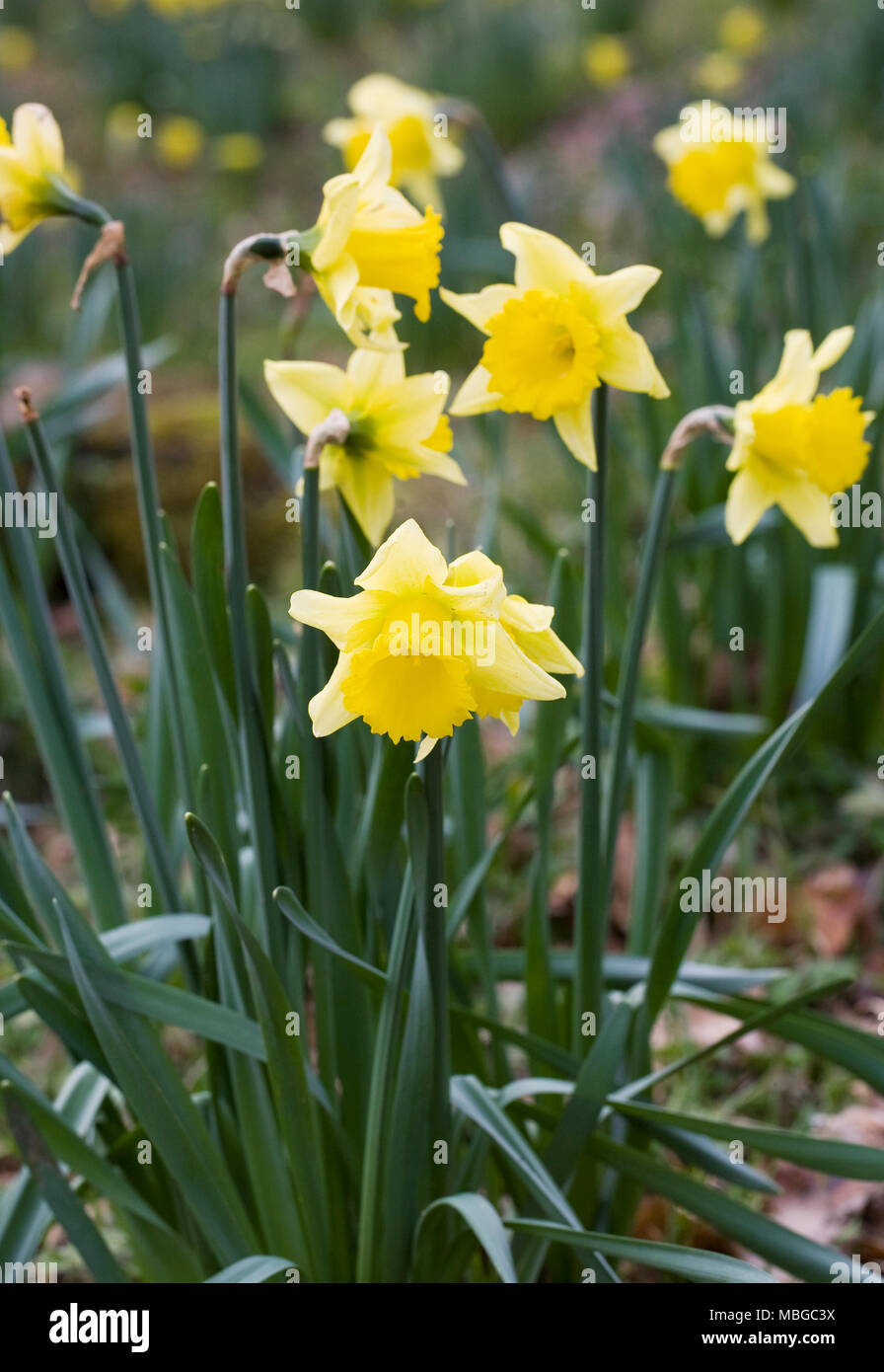 Narcissus in February. Early Spring daffodils. Stock Photo