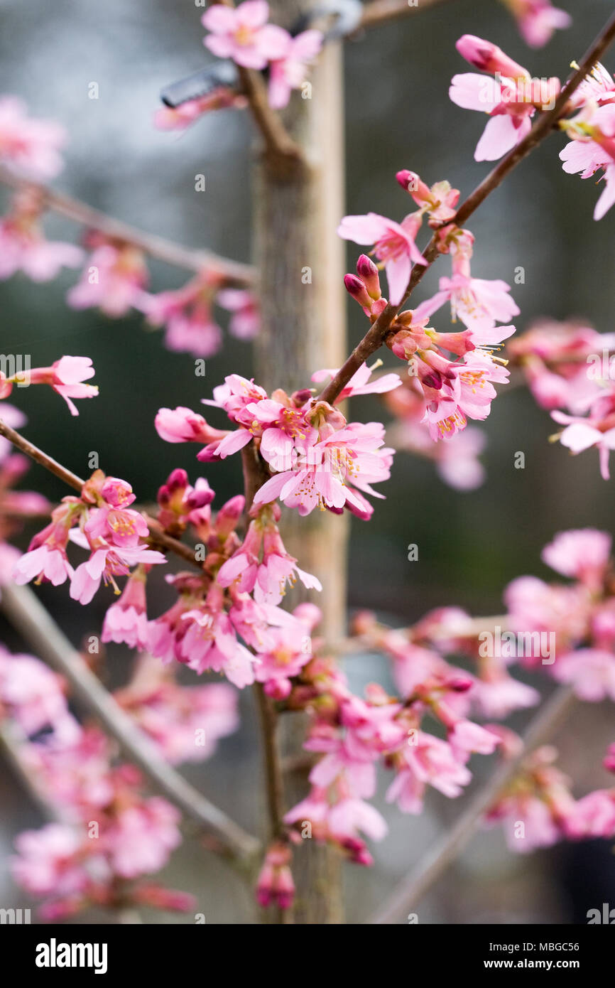Prunus incam 'Okame' blossom in Spring. Stock Photo