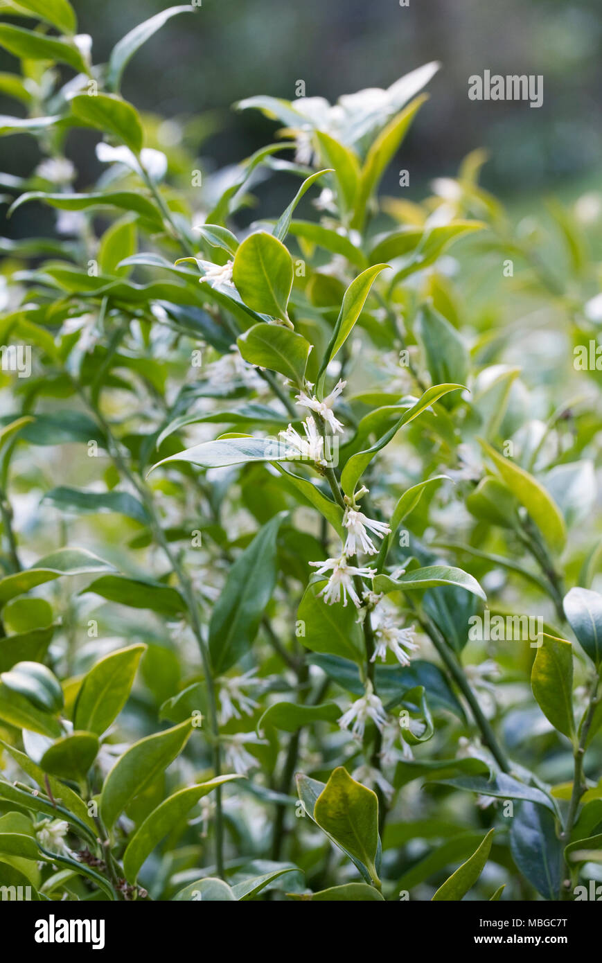 Sarcococca hookeriana var. humilis flowers in late winter. Stock Photo