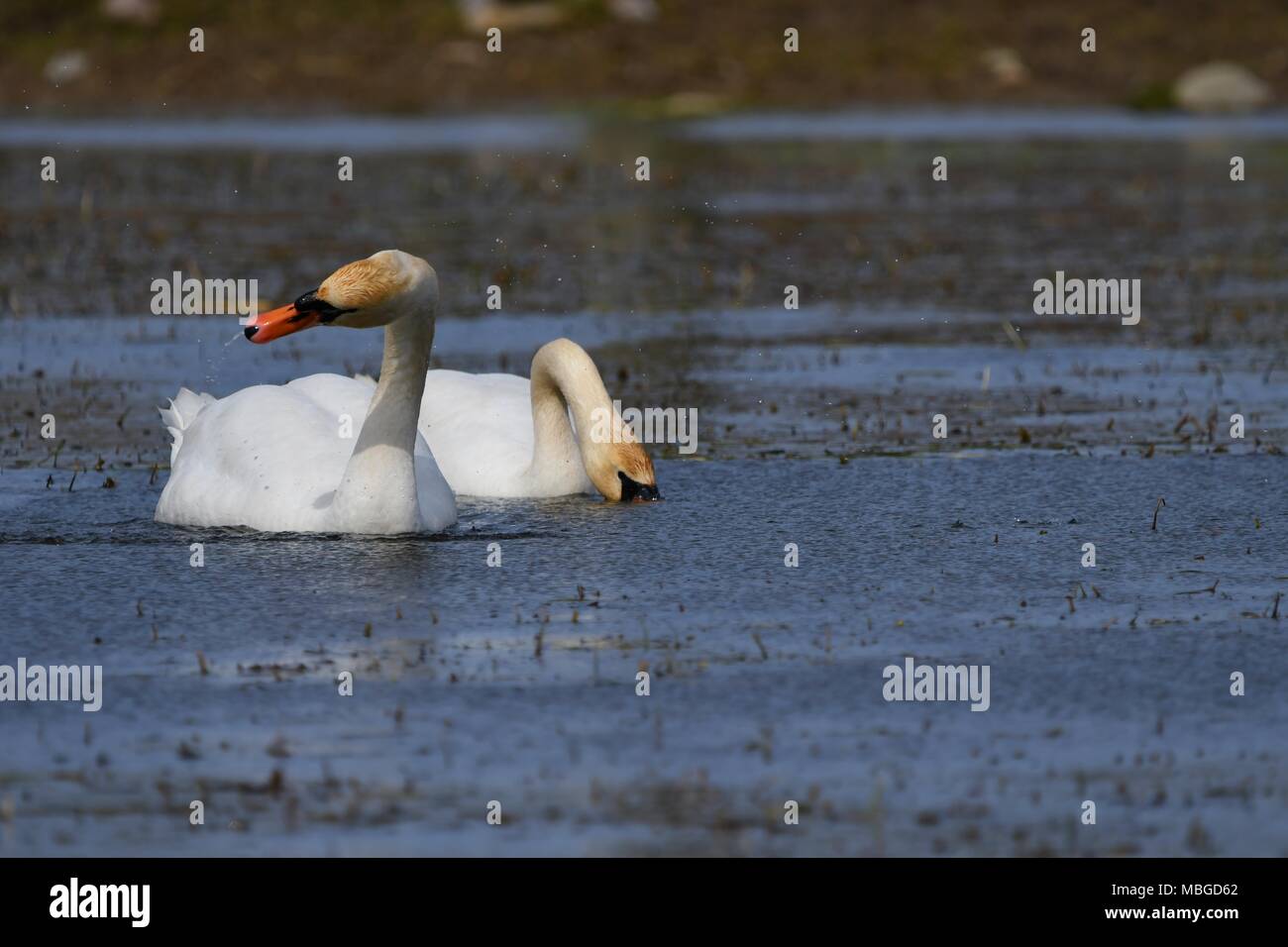 Two beautiful swans on danish lake Stock Photo