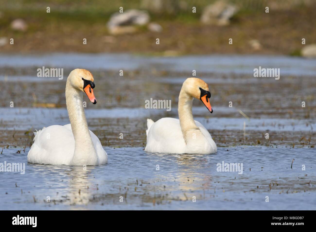 Two beautiful swans on danish lake Stock Photo