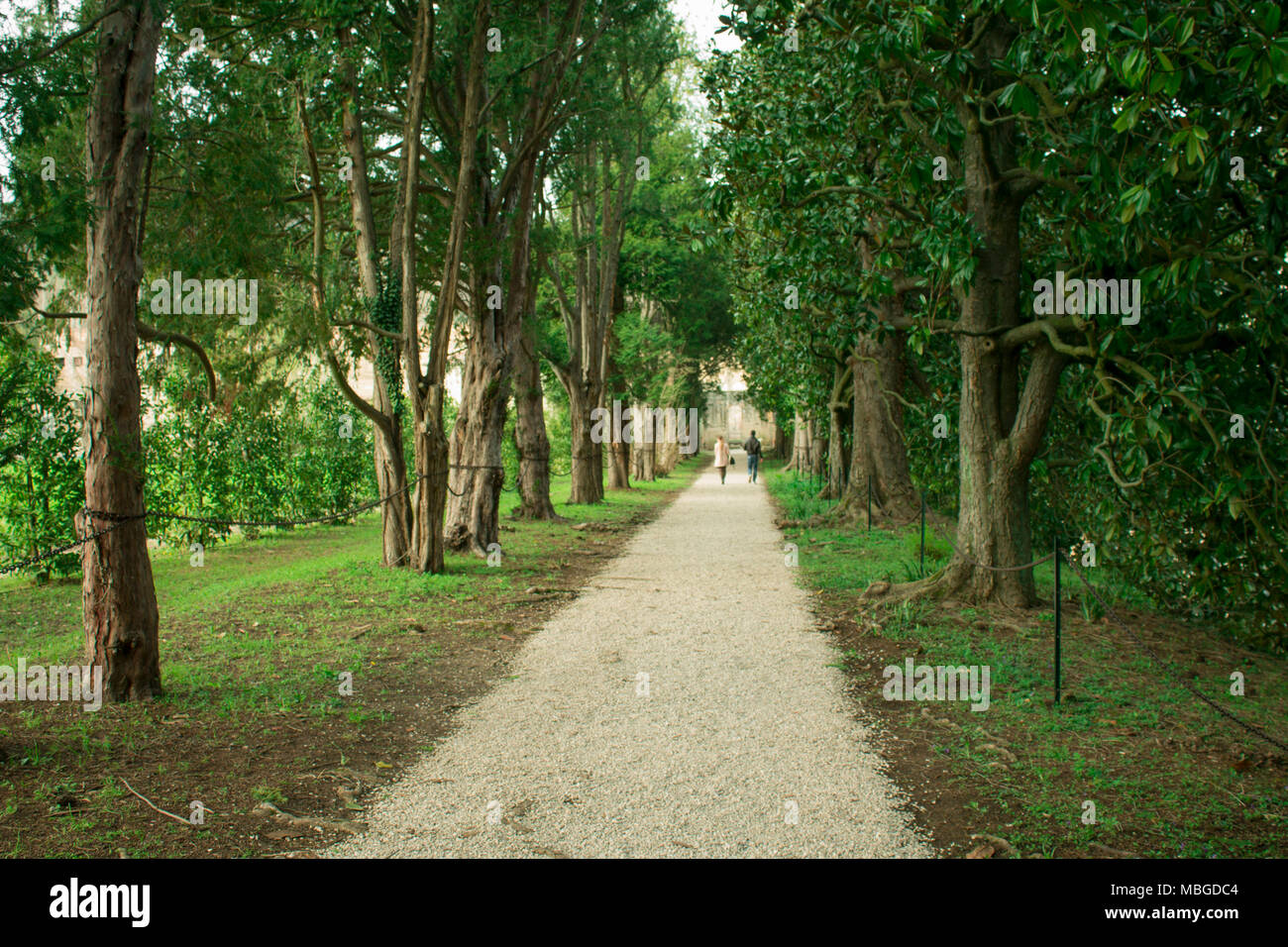 Green alley spring with trees in the park Stock Photo - Alamy