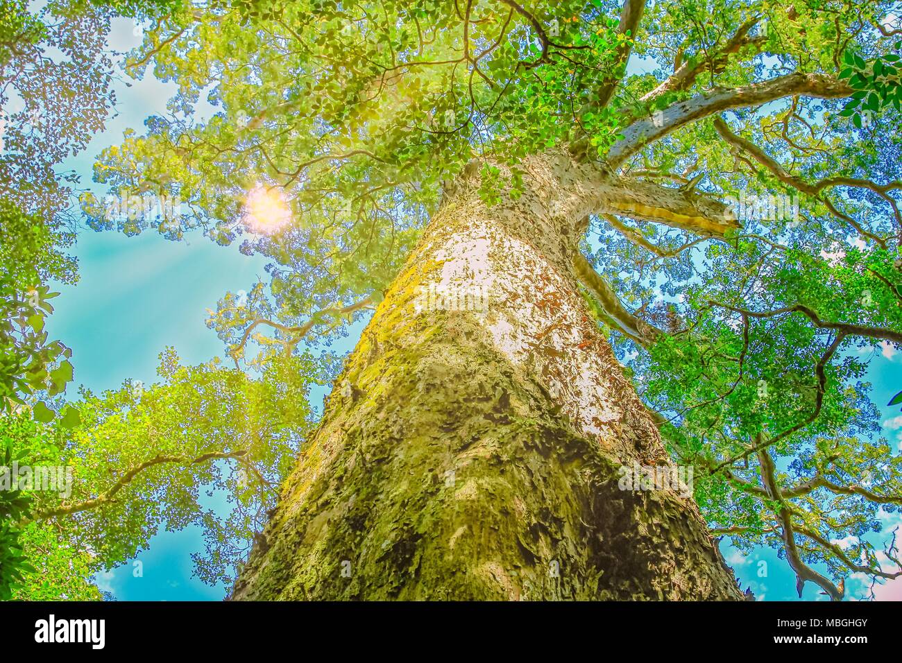 The Big Tree is a giant Outeniqua Yellow wood, Podocarpus Falcatus