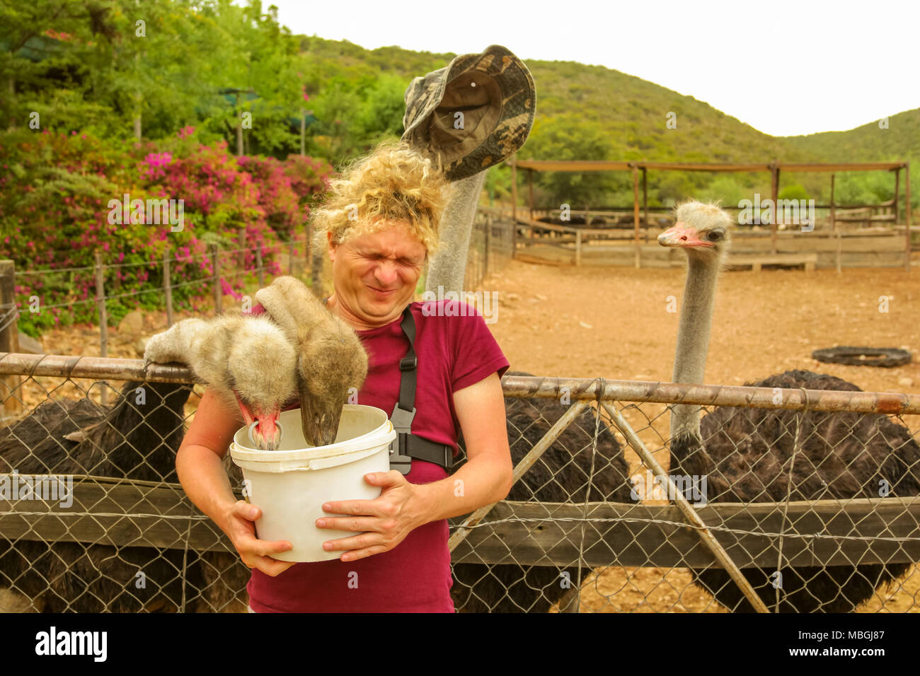 Tourist man feeds ostriches in Oudtshoorn, Western Cape, South Africa while an ostrich steals his hat. Fun tourist activity in the largest city of Little Karoo known for the numerous ostrich farms. Stock Photo