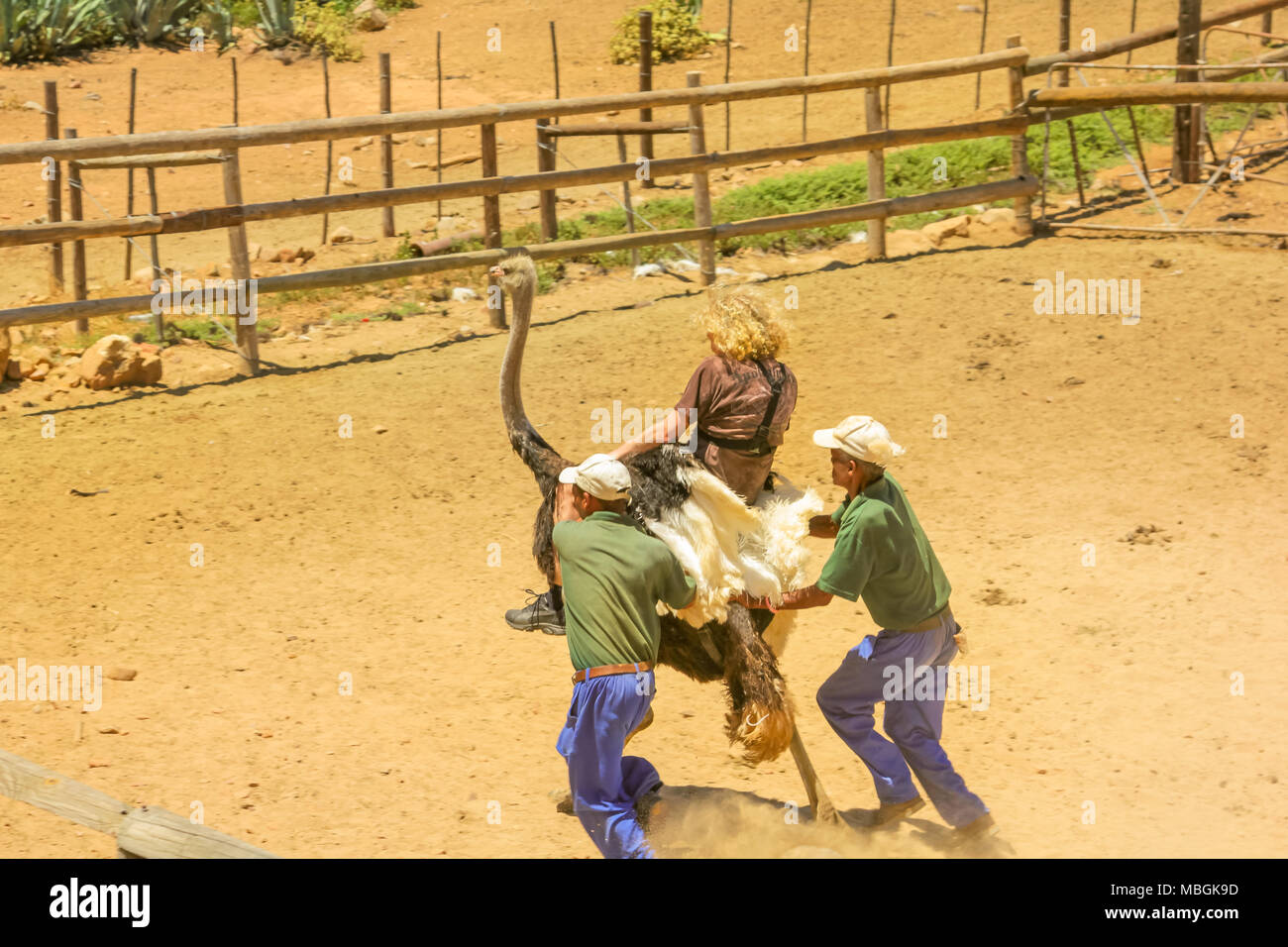 Oudtshoorn, South Africa Dec 29, 2013 young tourist riding at