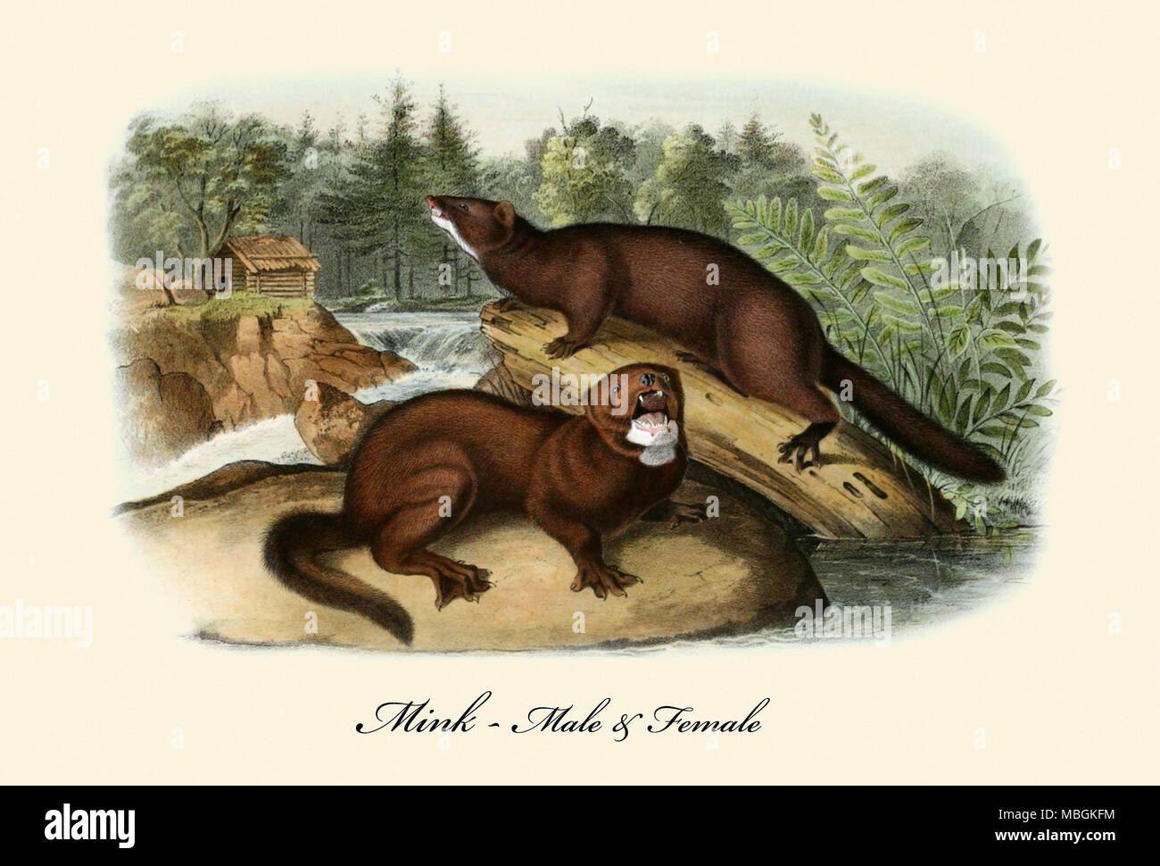 Male mink shop