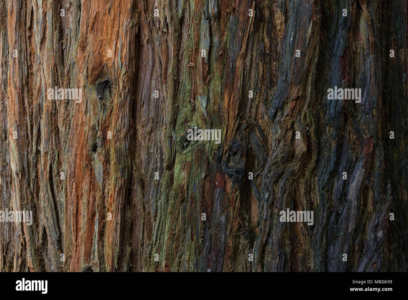 west coast redwood, Bark of trees close-up Stock Photo