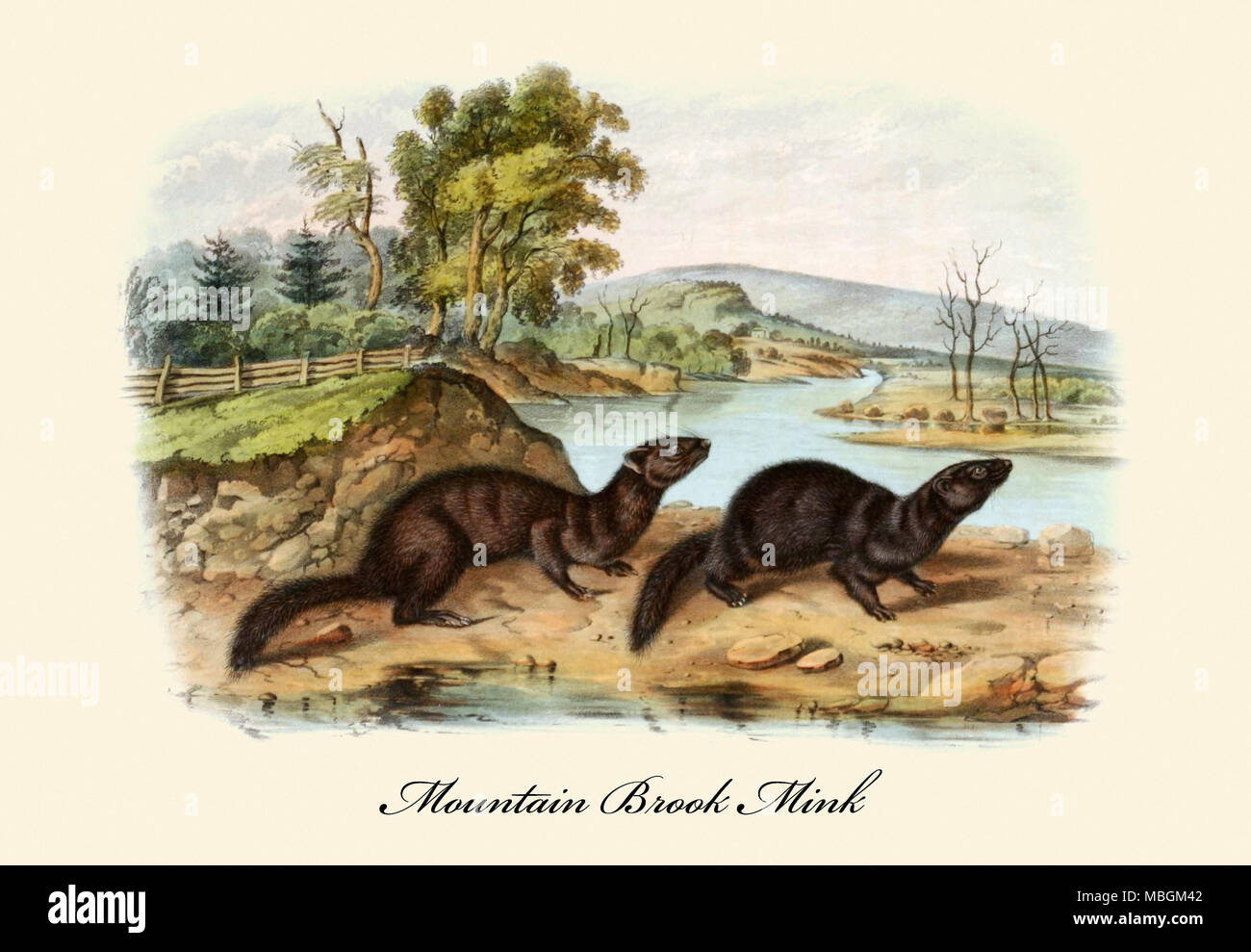 Mountain Brook Mink Stock Photo Alamy