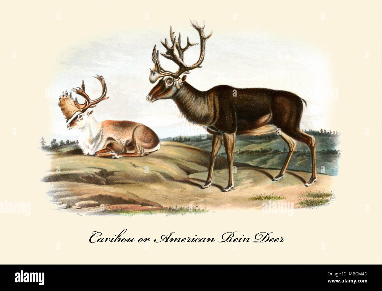 Caribou or American Rein Deer Stock Photo