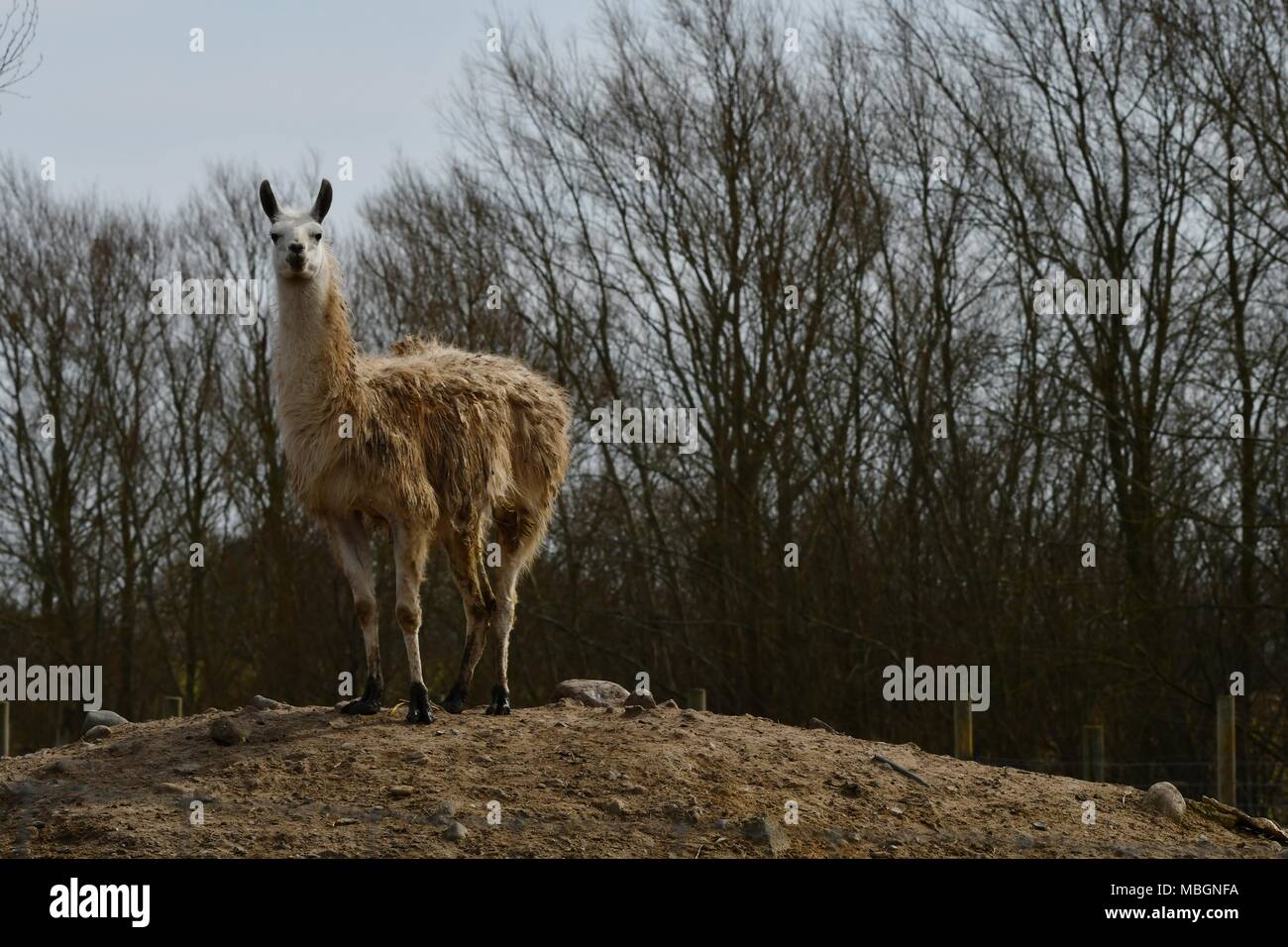 Lama glama, llama alpaca - portrait of cute llamas Stock Photo
