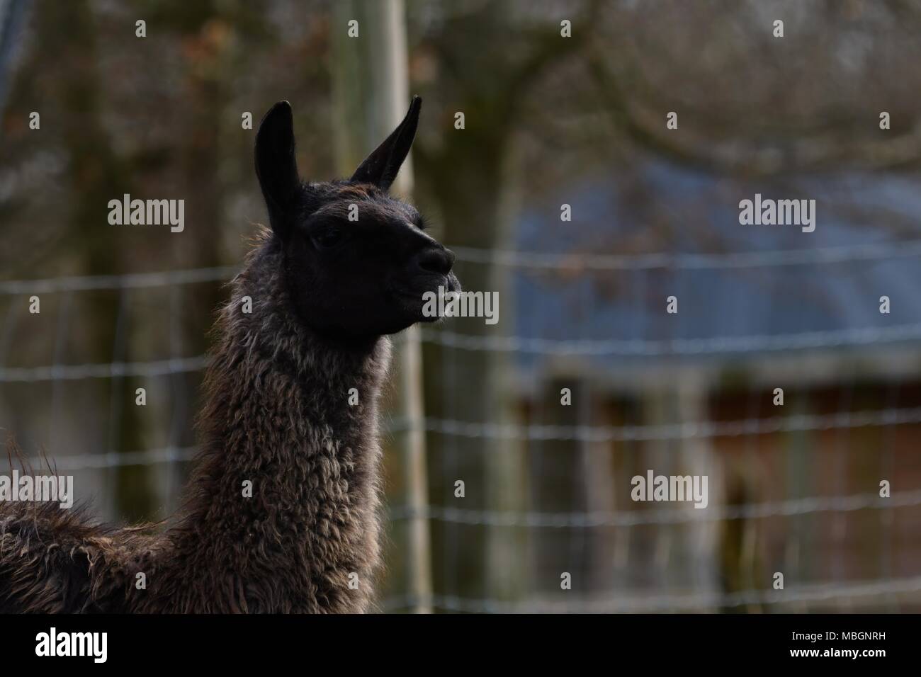 Lama glama, llama alpaca - portrait of cute llamas Stock Photo