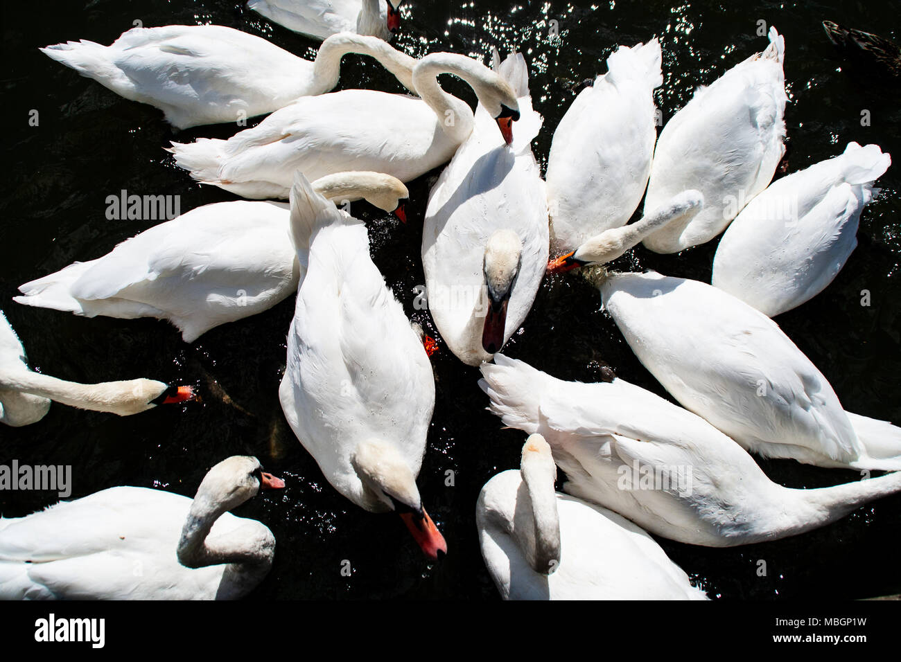 A bevy of swans feeding on a lake Stock Photo