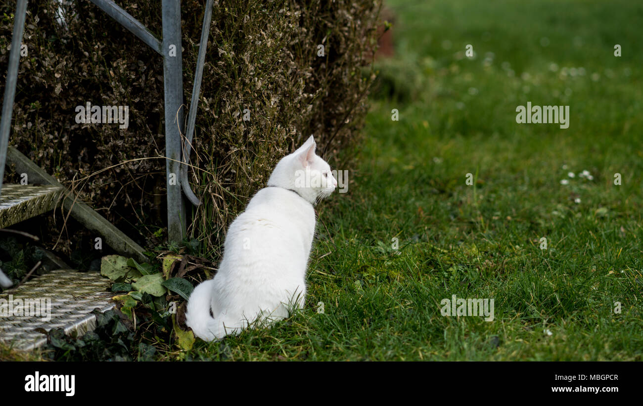the cat sits at the doorstep Stock Photo Alamy