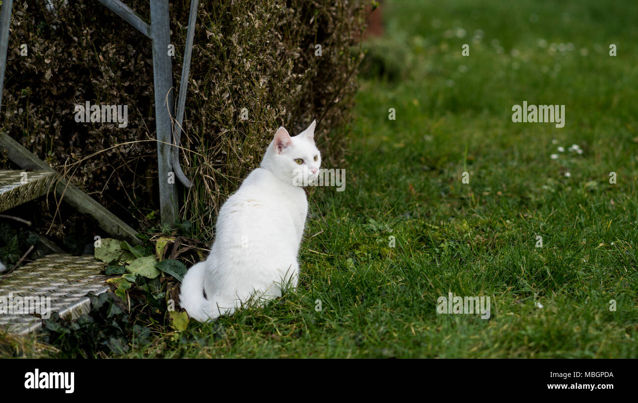 the cat sits at the doorstep Stock Photo Alamy