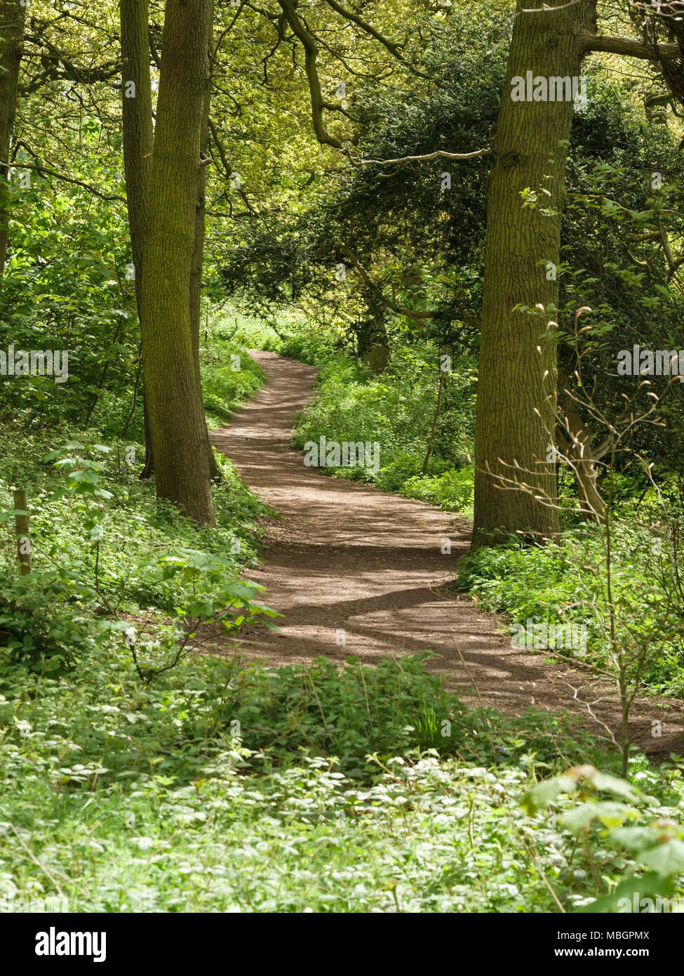 Footpath through mixed woodland, The National Forest Way, Ticknall, Derbyshire, England, UK. Stock Photo