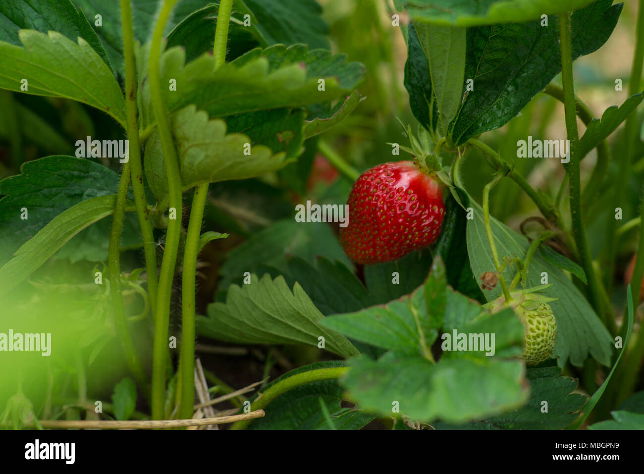 red and green strawberry - closeup Stock Photo - Alamy