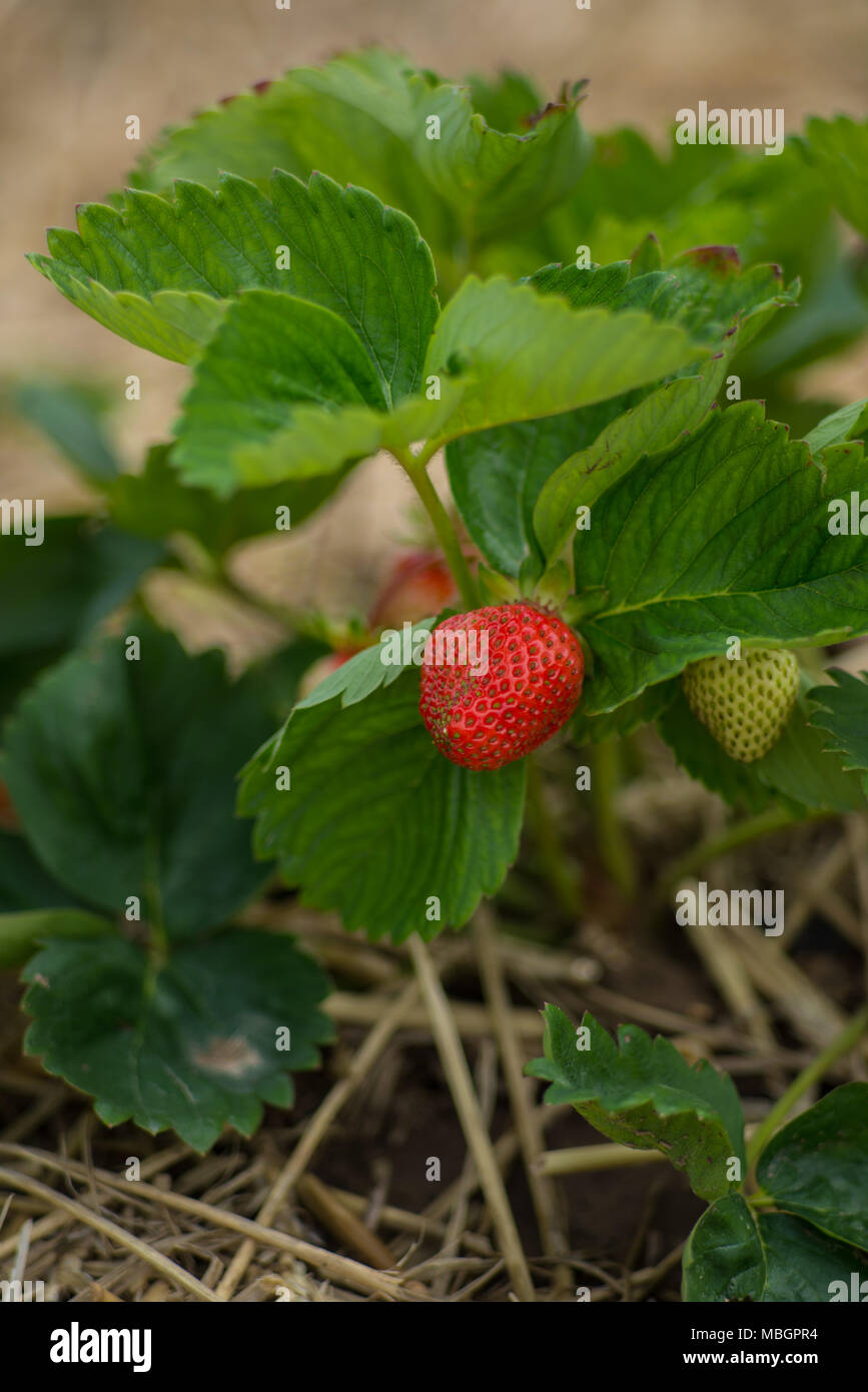 red and green strawberry - closeup Stock Photo - Alamy