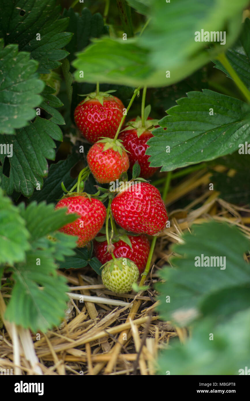 red and green strawberry - closeup Stock Photo - Alamy