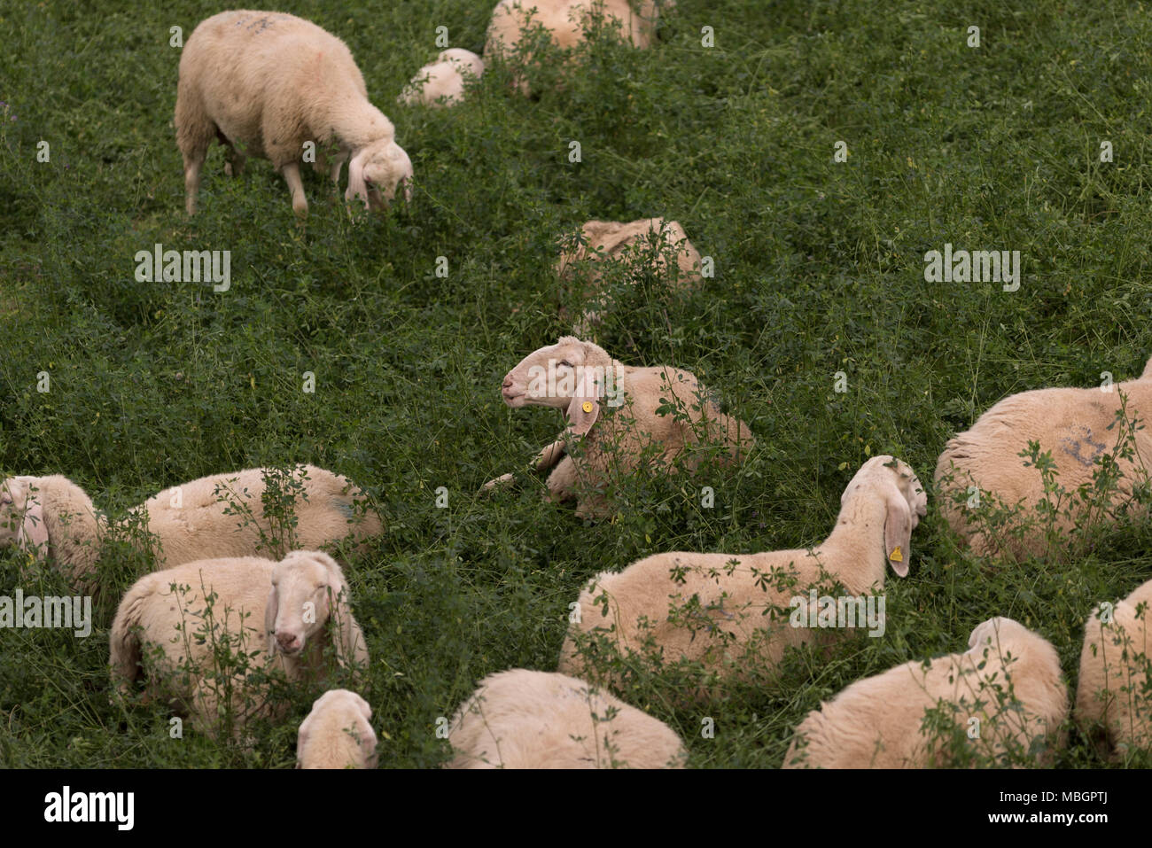 Flock of sheep browsing on alfalfa countryside hill field Stock Photo ...