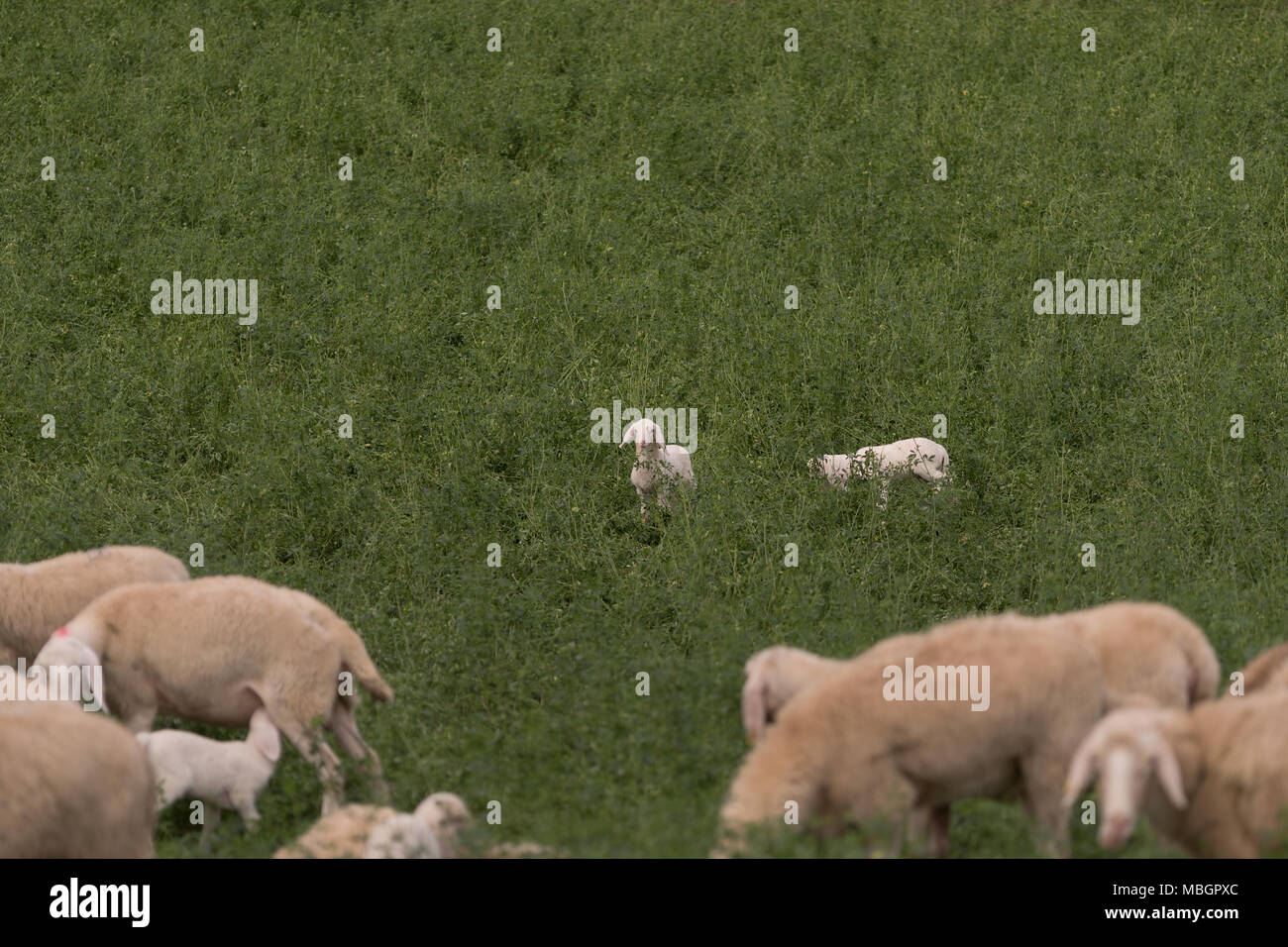 Flock of sheep browsing on alfalfa countryside hill field Stock Photo ...