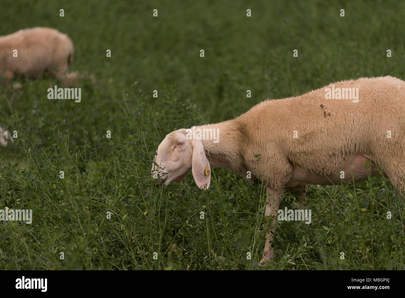 Flock of sheep browsing on alfalfa countryside hill field Stock Photo