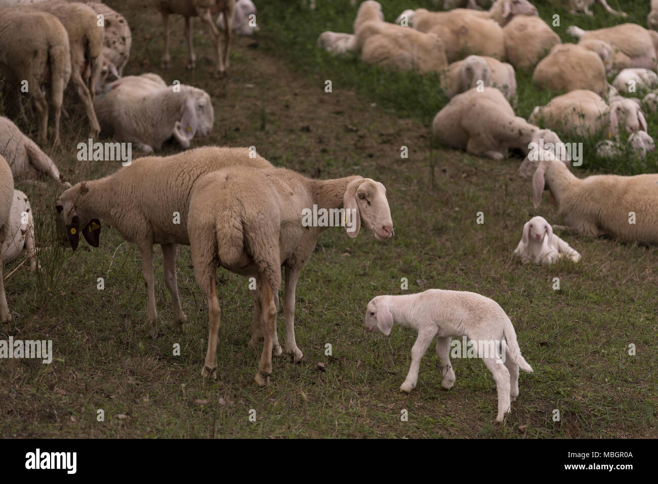 Flock of sheep browsing on alfalfa countryside hill field Stock Photo