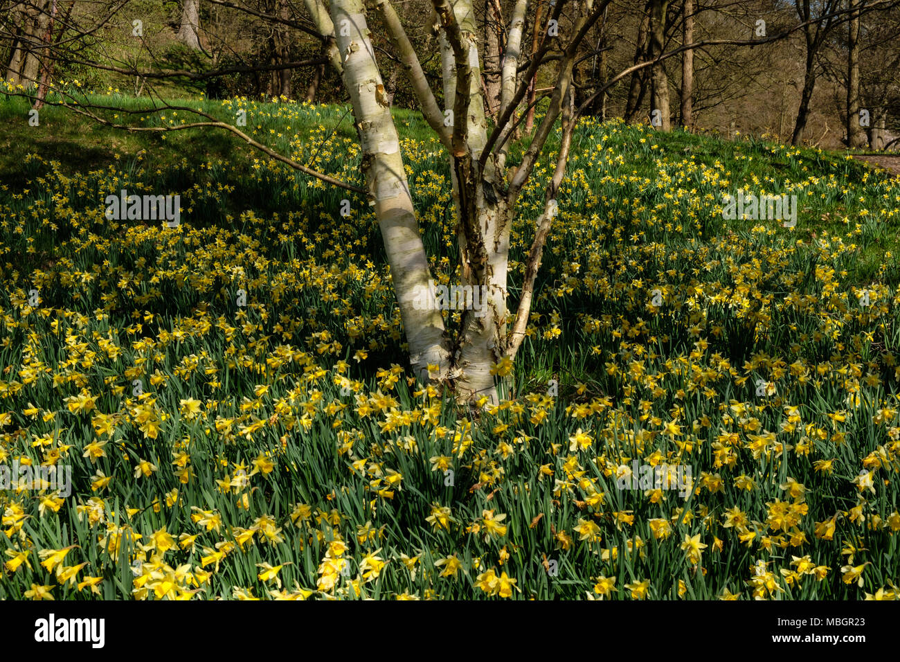Spring showing of Daffodiles at the Valley Gardens Virginia Water Surrey Stock Photo