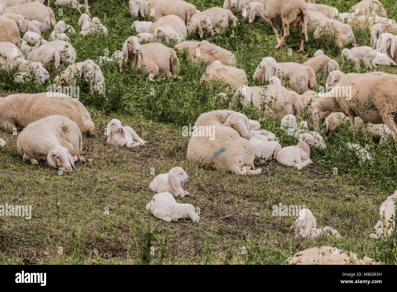 Flock of sheep browsing on alfalfa countryside hill field Stock Photo ...