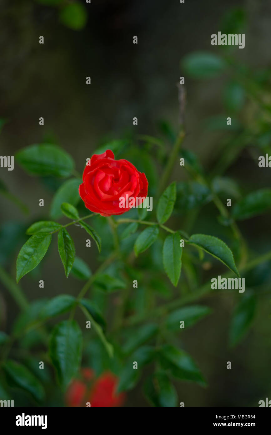 dog rose blooming Stock Photo Alamy