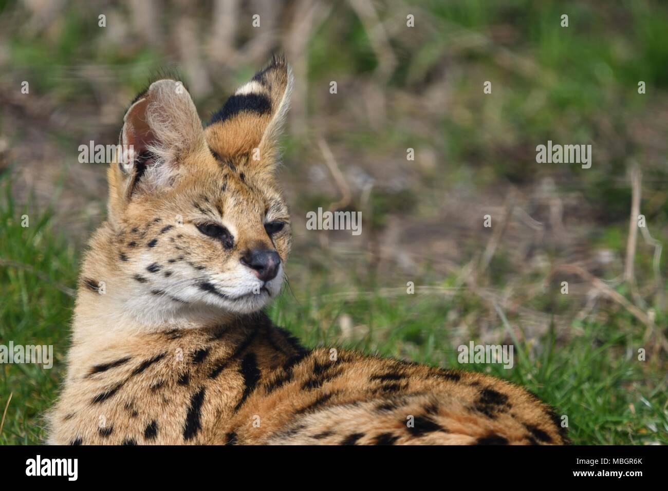 Leptailurus serval wild african cat, close up isolated portrait Stock
