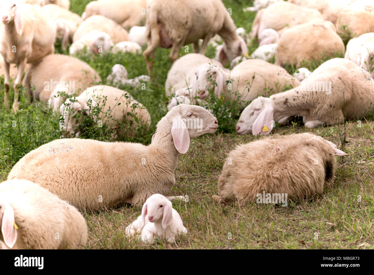 Flock of sheep browsing on alfalfa countryside hill field Stock Photo