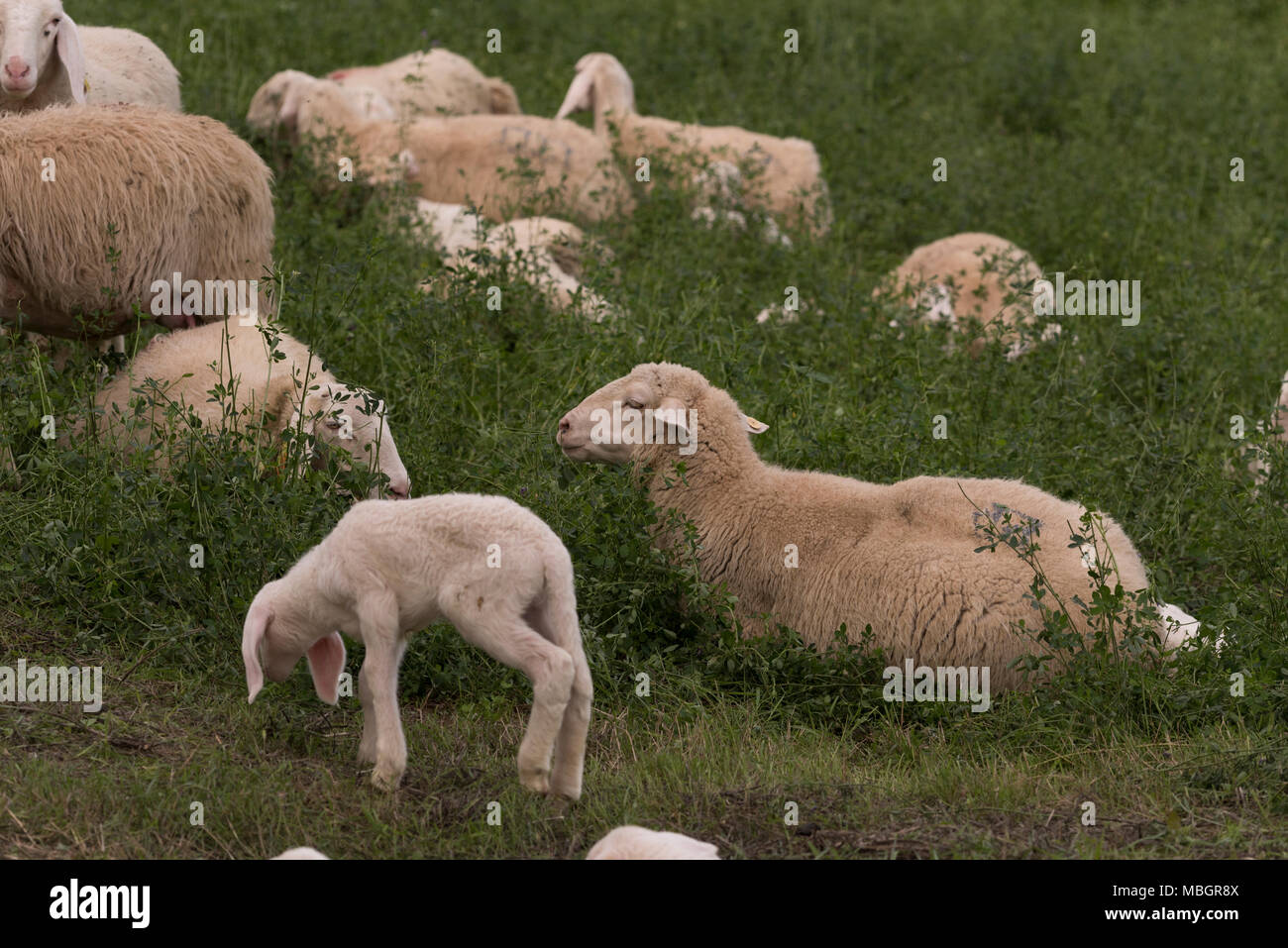 Flock of sheep browsing on alfalfa countryside hill field Stock Photo