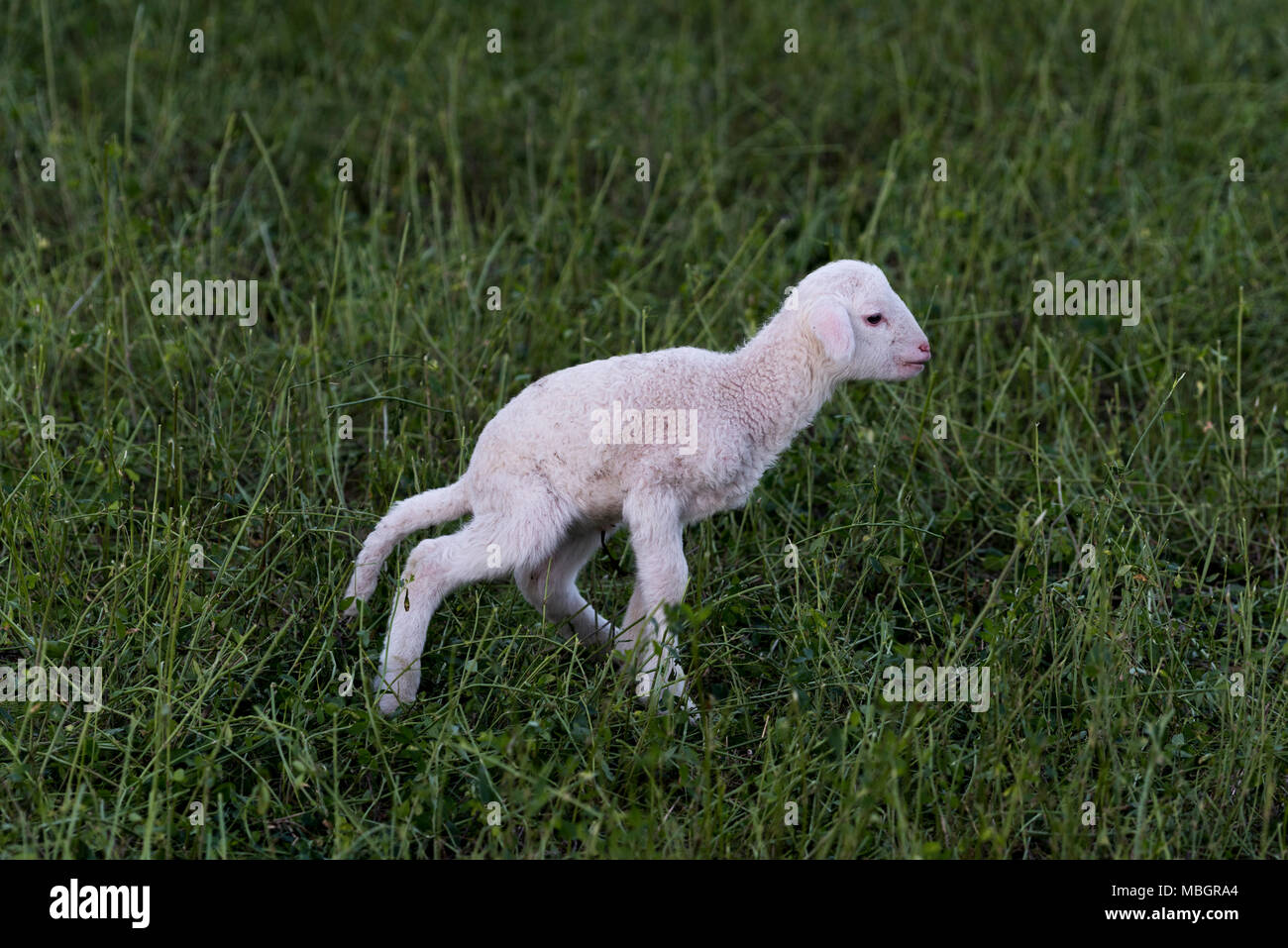Flock of sheep browsing on alfalfa countryside hill field Stock Photo ...