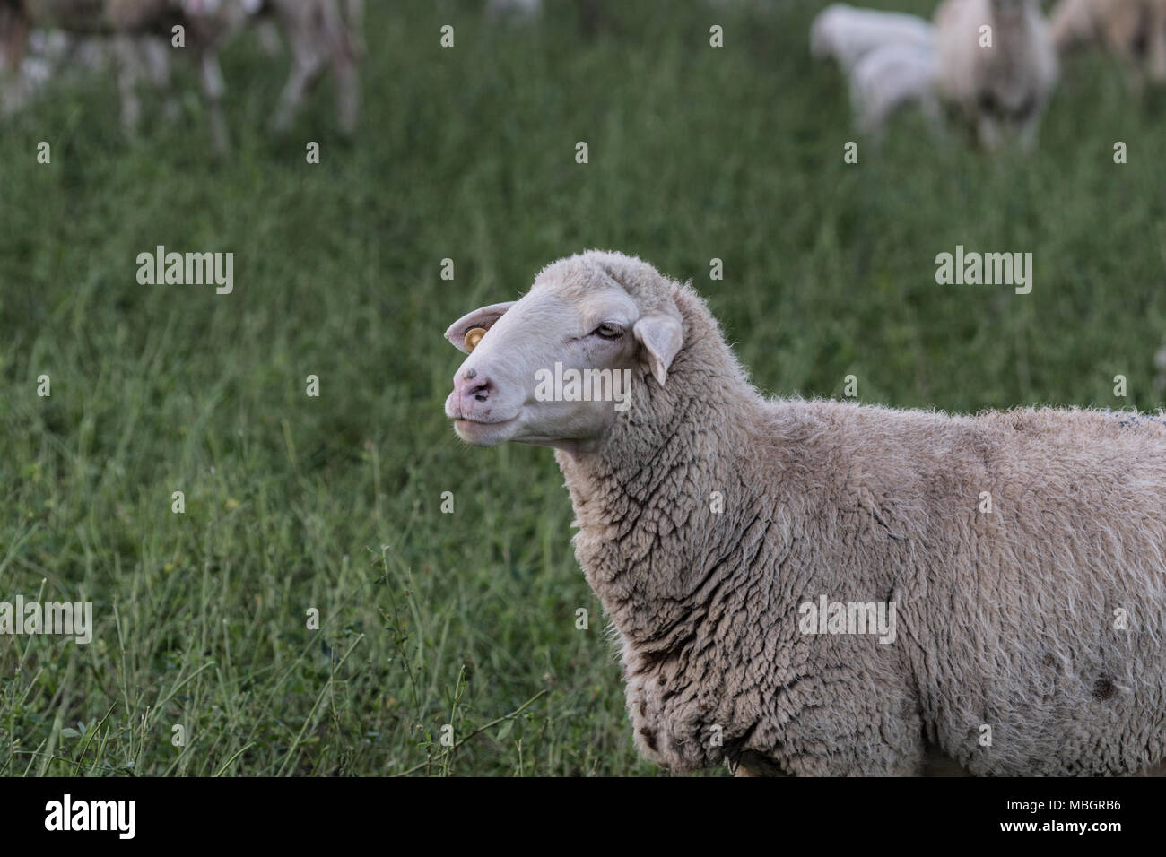 Flock of sheep browsing on alfalfa countryside hill field Stock Photo