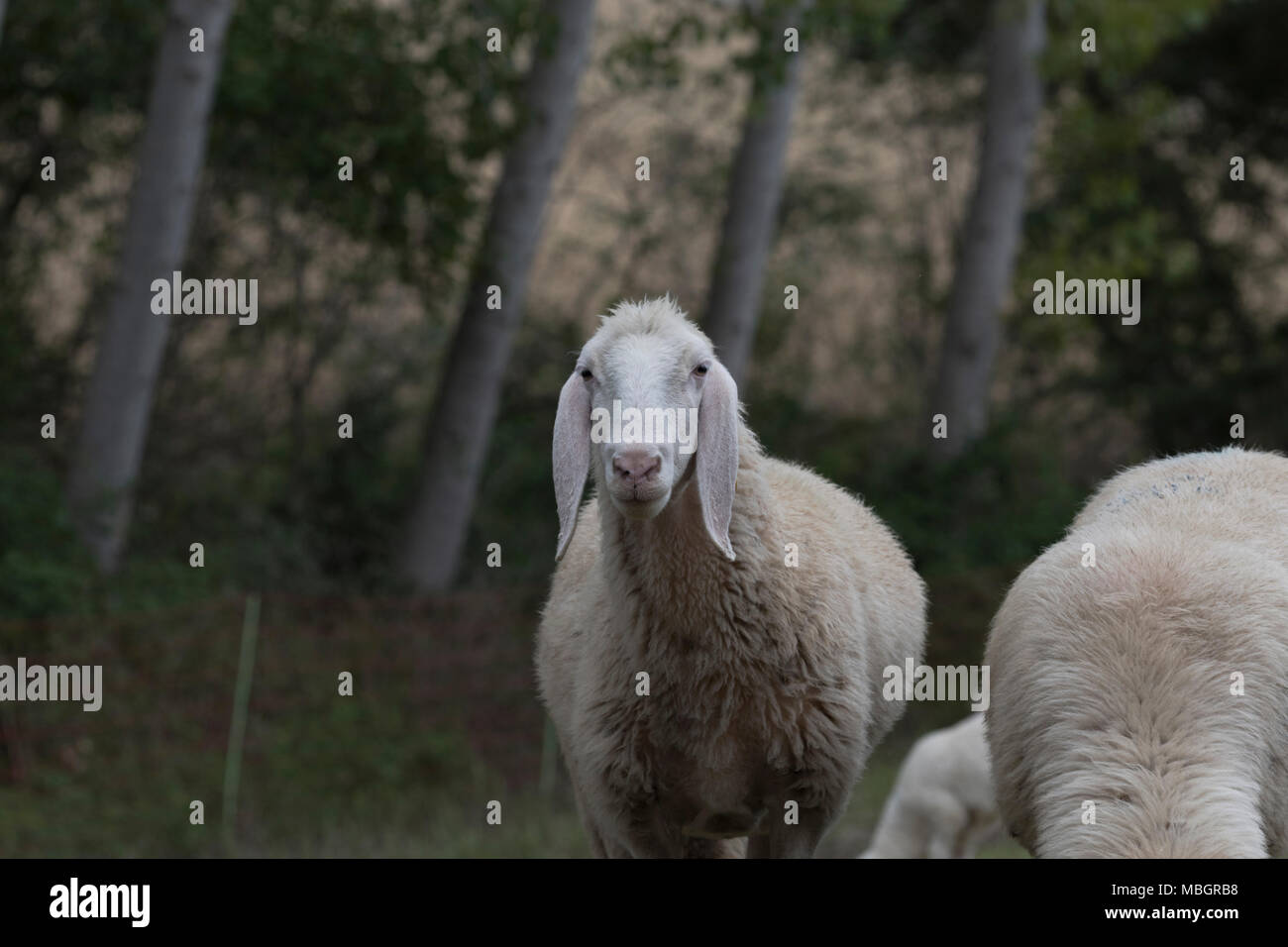 Flock of sheep browsing on alfalfa countryside hill field Stock Photo ...