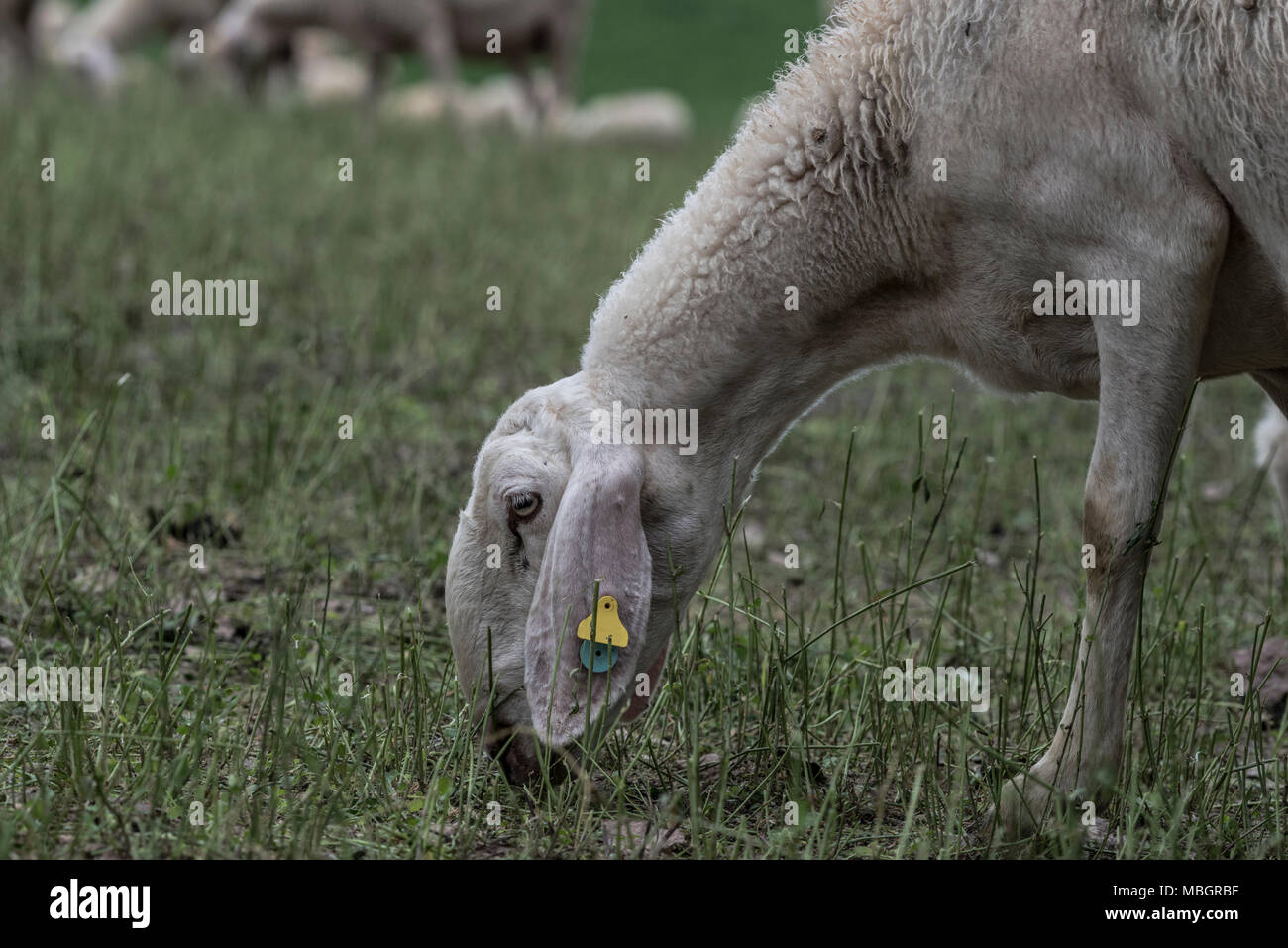 Flock of sheep browsing on alfalfa countryside hill field Stock Photo ...
