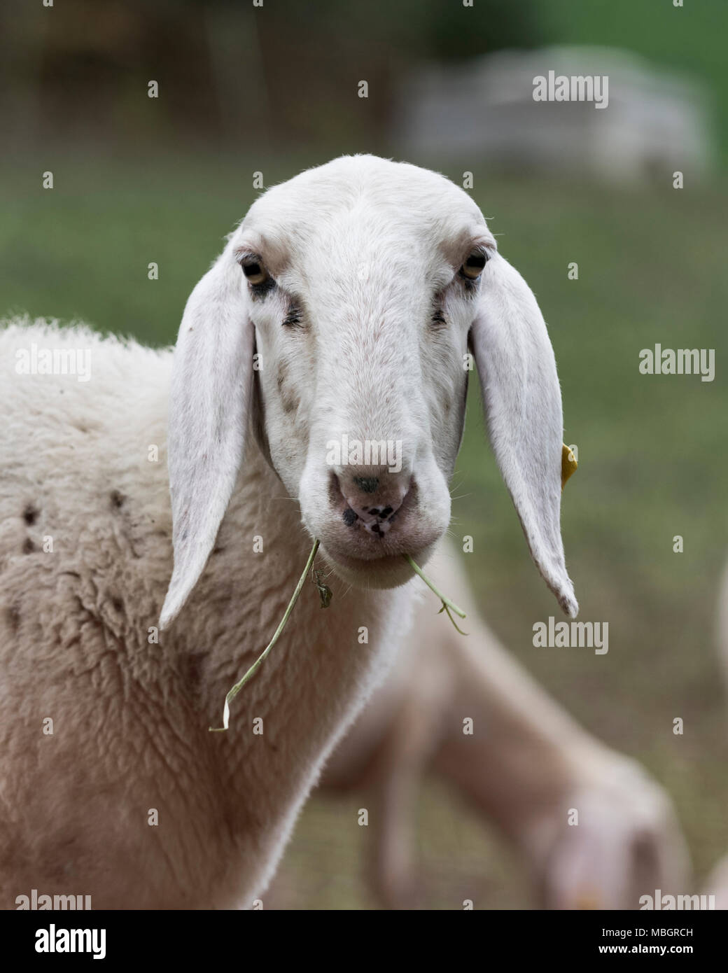 Flock of sheep browsing on alfalfa countryside hill field Stock Photo