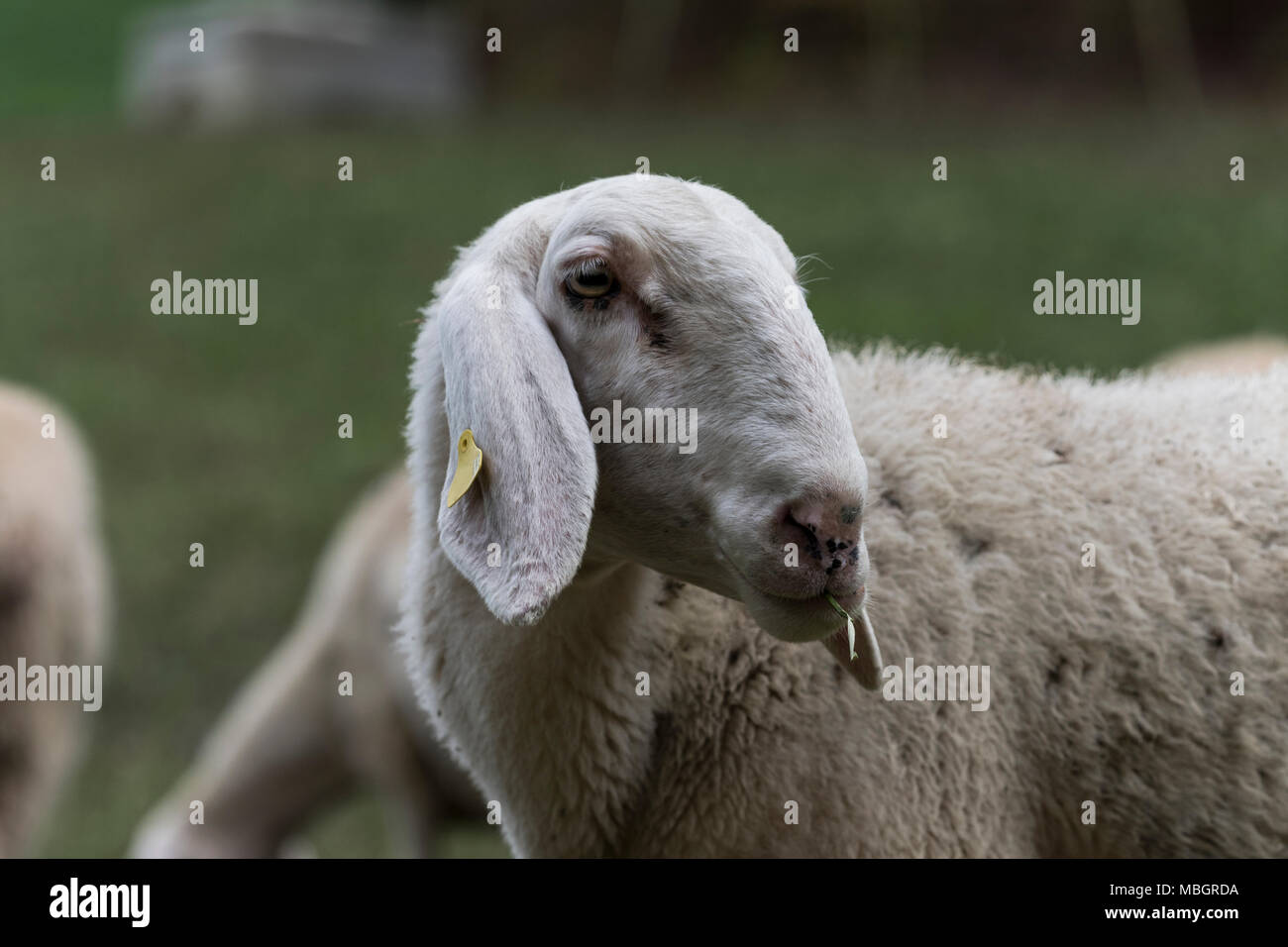 Flock of sheep browsing on alfalfa countryside hill field Stock Photo ...