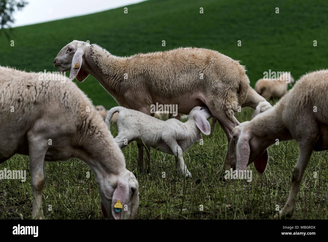 Flock of sheep browsing on alfalfa countryside hill field Stock Photo
