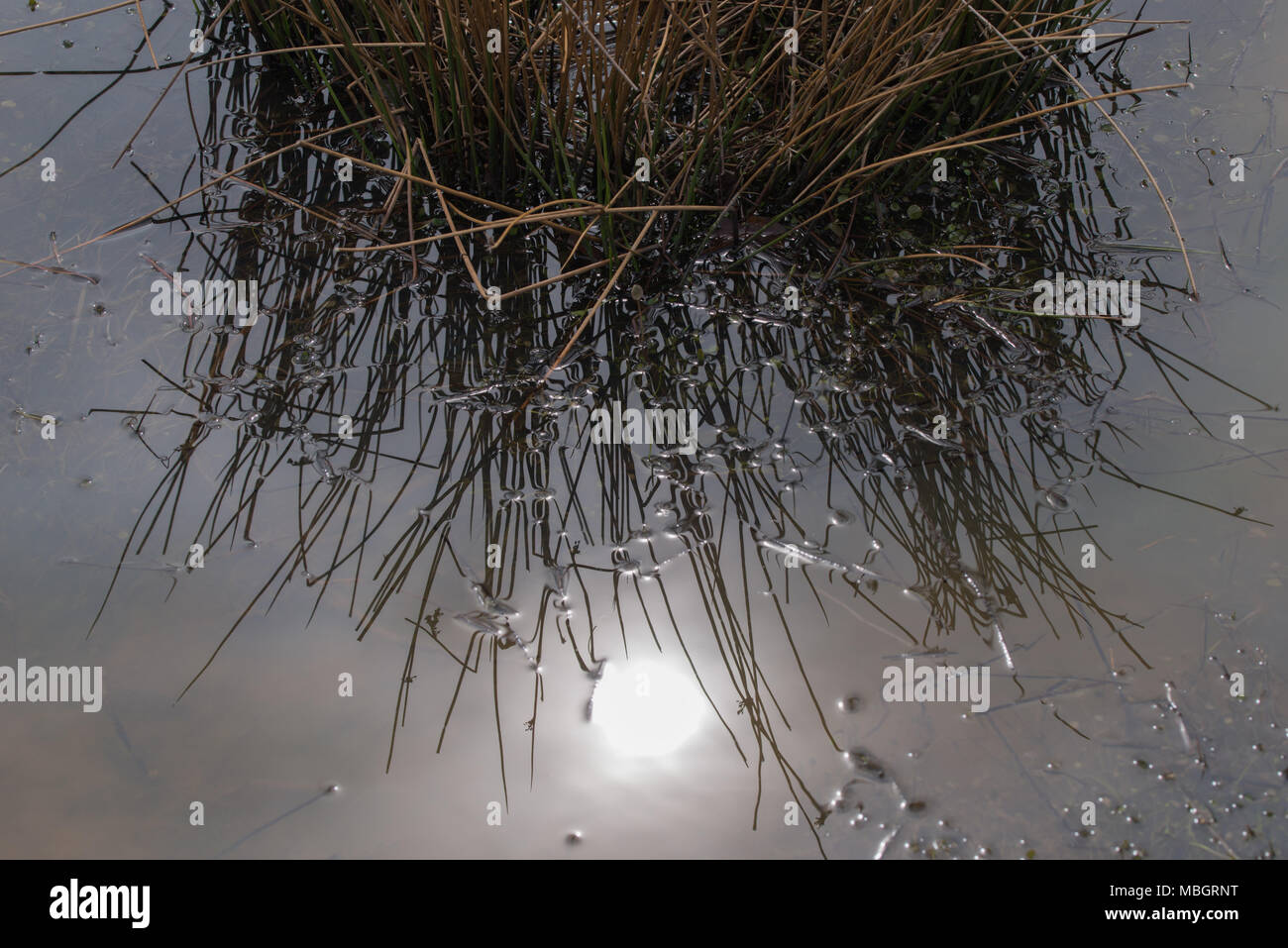 Silent Pond with water and grass Stock Photo