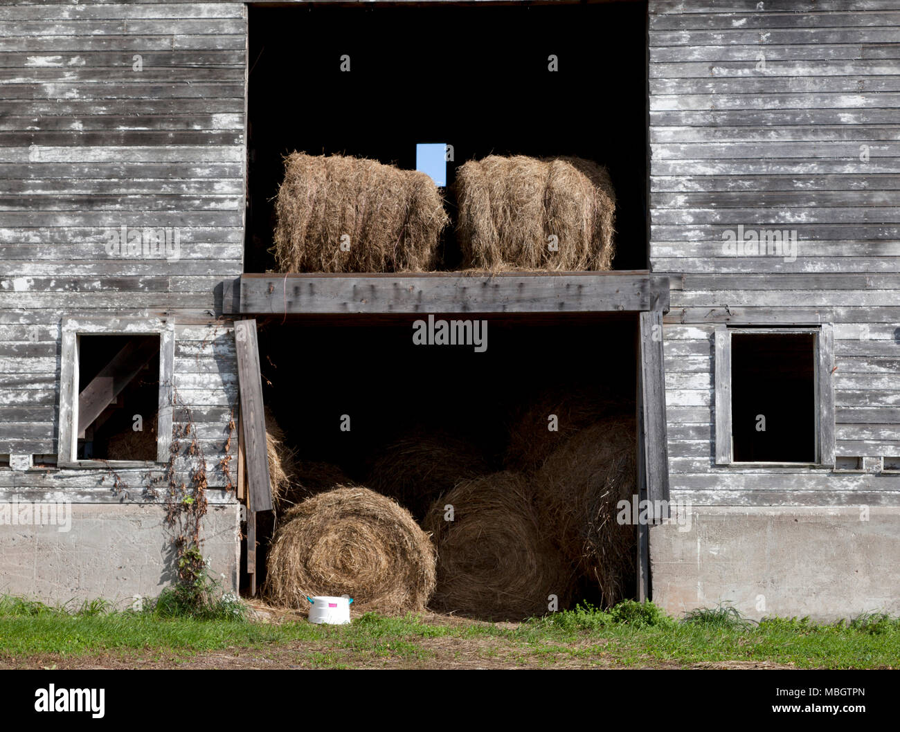 Suffield ct christmas tree farms