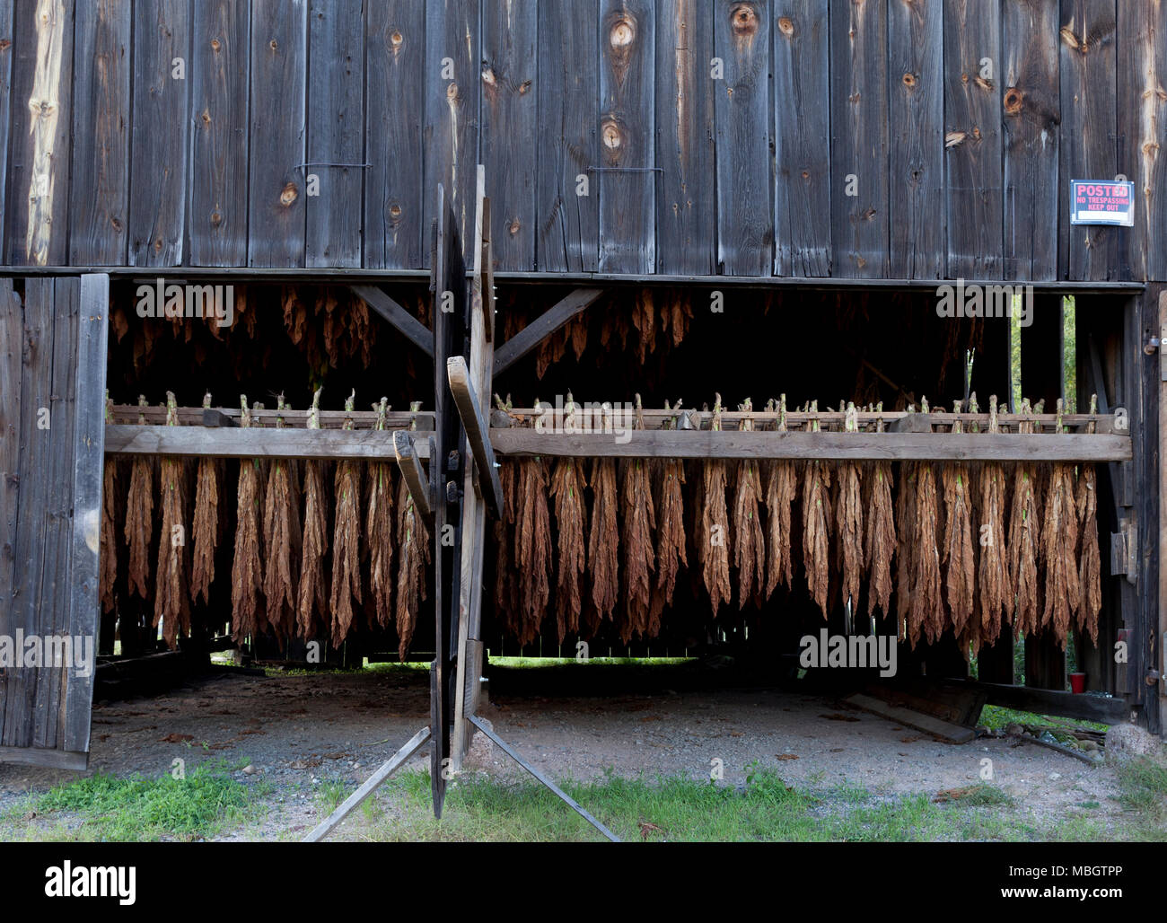 Drying Cold Weather Tobacco Stock Photo