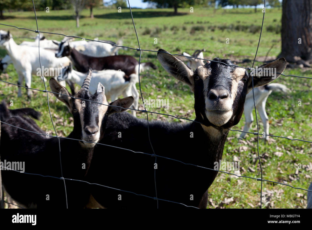 Goats At A Tobacco Barn In Windsor Connecticut Stock Photo